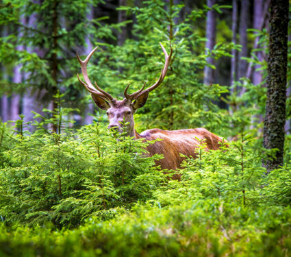 Deer,,Cervus,Elaphus,,With,Antlers,Growing,On,Velvet.a,Huge,Deer