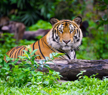 India,Bengal,Tiger,Head,Looking,Direct,To,Camera