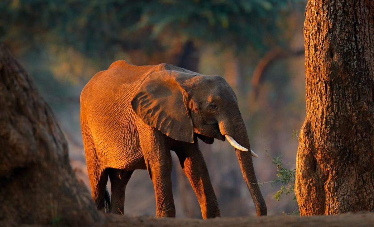 Wildlife trade threatens the most evolutionarily and functionally distinct animals