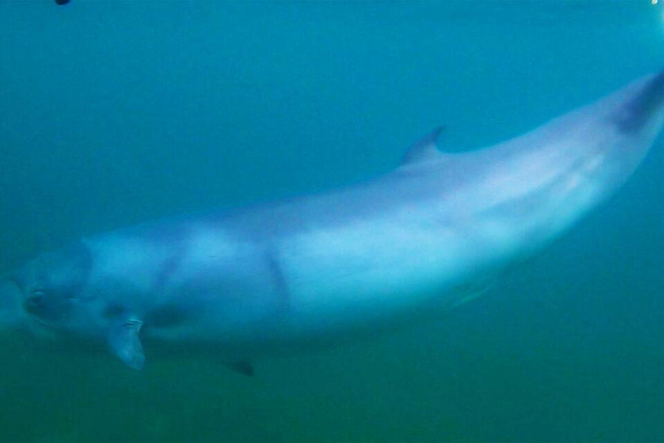 Pygmy right whales’ feeding habits are no longer a secret