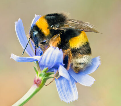 Macro,Photo,Of,A,Buff-tailed,Bumblebee,,Pollinating,And,Collecting,Nectar
