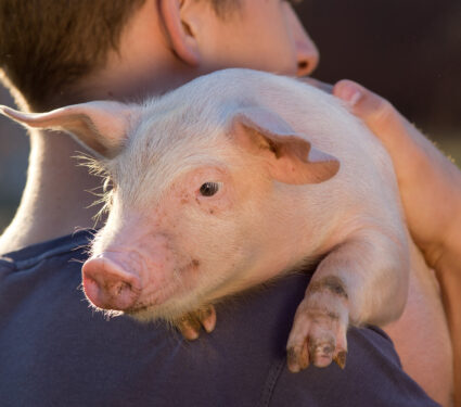 Young,Farmer,Holding,Cute,Piglet,On,His,Shoulder