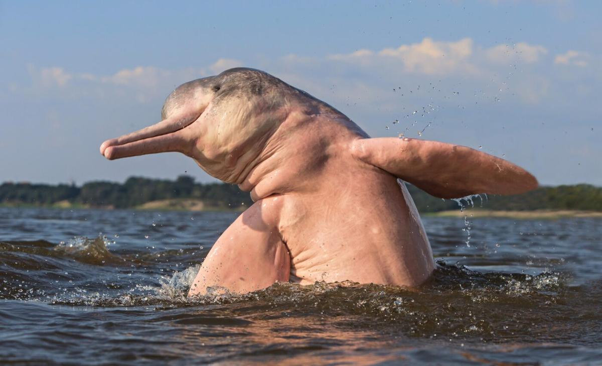 Listening to Amazon River dolphins can help us save them