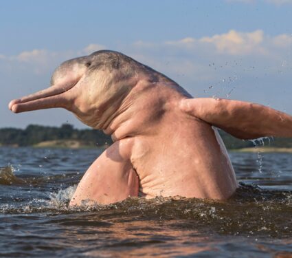 River-dolphin.jpg