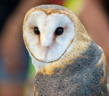 An,Eastern,Barn,Owl,Emerges,Before,Nightfall,To,Hunt,Prey.