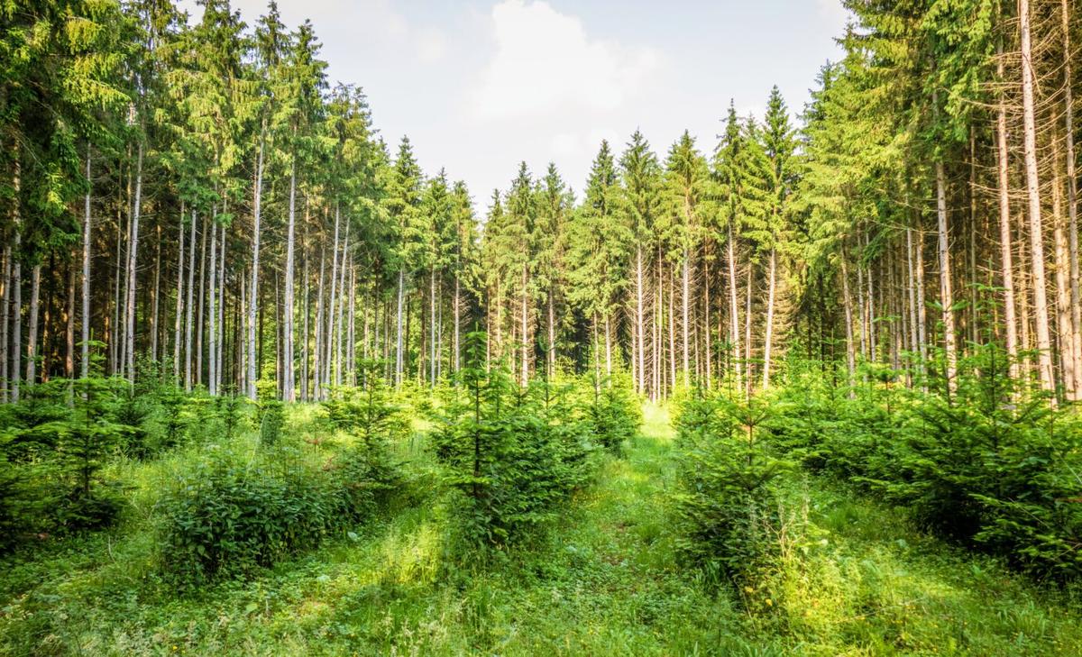 Secondary forests are more vulnerable to drought than primary forests