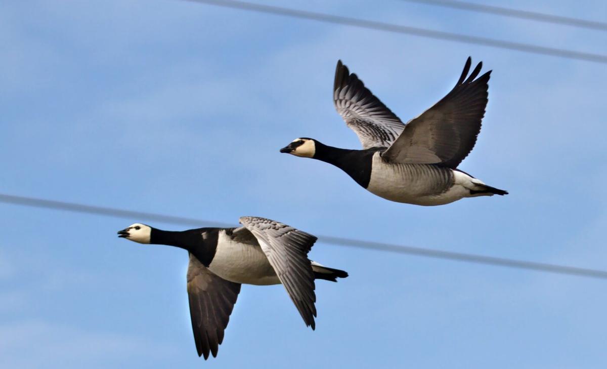Most birds found dead near power lines were illegally shot, not electrocuted