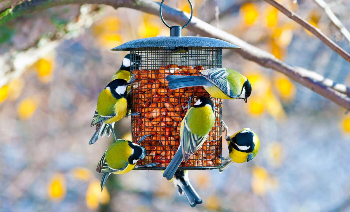 Global interest in bird feeding was unprecedented during the pandemic