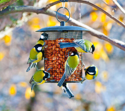 2023/08/bird-feeder_great-tits_1medium.jpg
