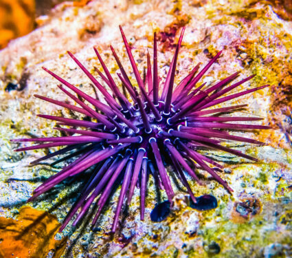 2023/08/sea-urchin_rock_coral-reef_1medium.jpg