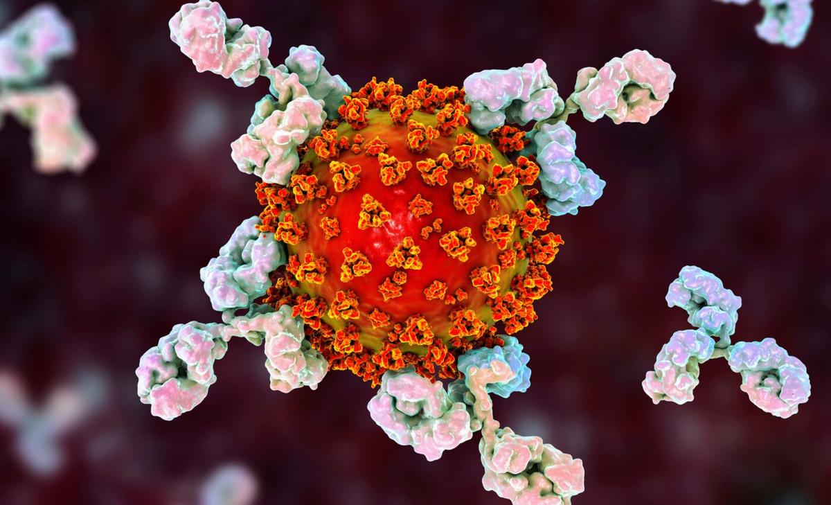 Experts have found powerful antibodies that neutralize all Covid variants