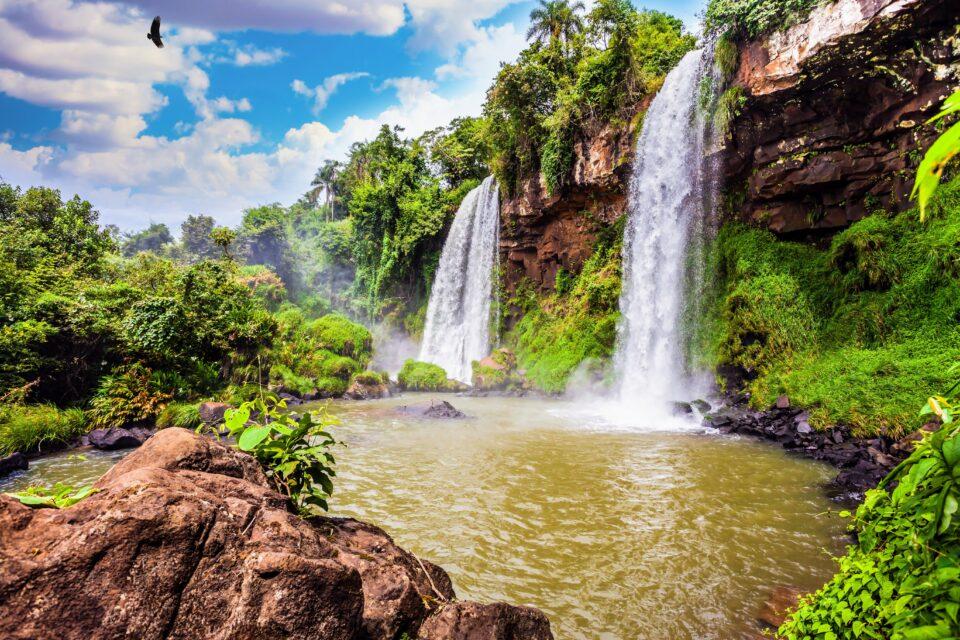 Tropical trees use social distancing to promote forest diversity
