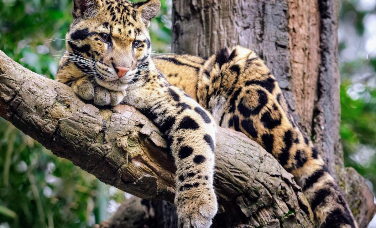 International Clouded Leopard Day: The fight to protect an elusive species