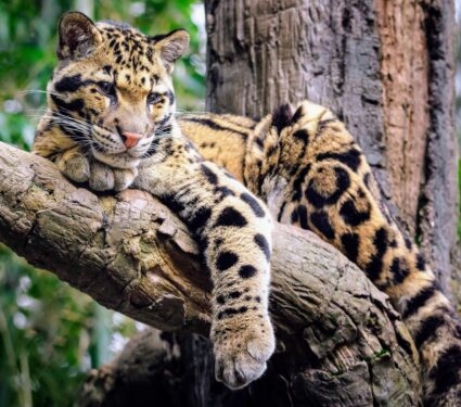 Clouded-Leopard.jpg