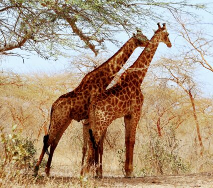 Kordofan-giraffes.jpg