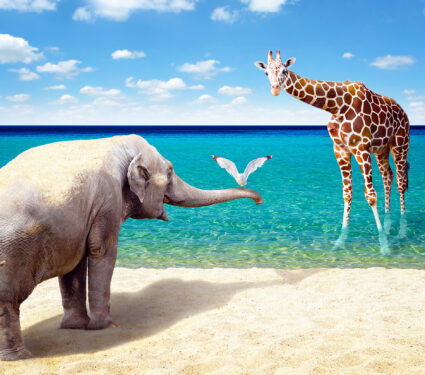 Elephant,,Seagull,And,Giraffe,At,The,Beach