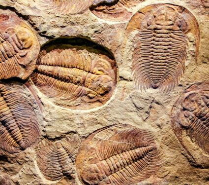 Trilobites.jpg