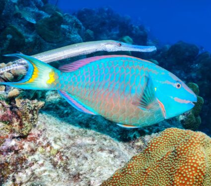 Trumpetfish.jpg