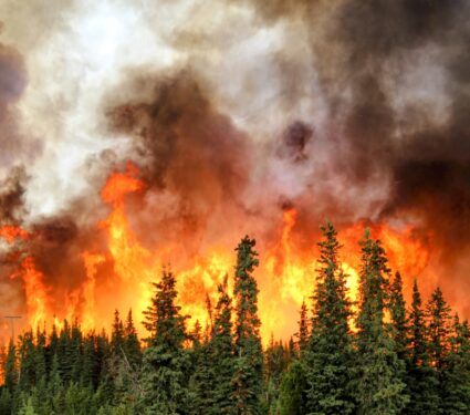 Wildfire-impacts-.jpg