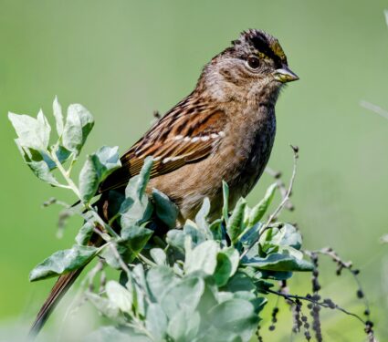 Golden-crowned-sparrows.jpg