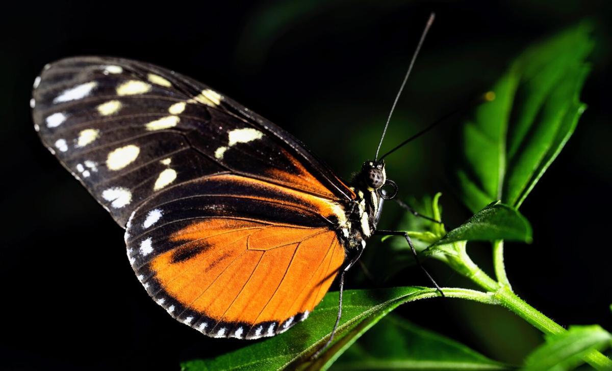 Heliconius butterflies have a surprising aptitude for learning and remembering