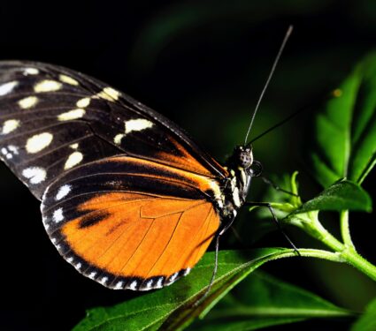 Heliconius-butterflies.jpg