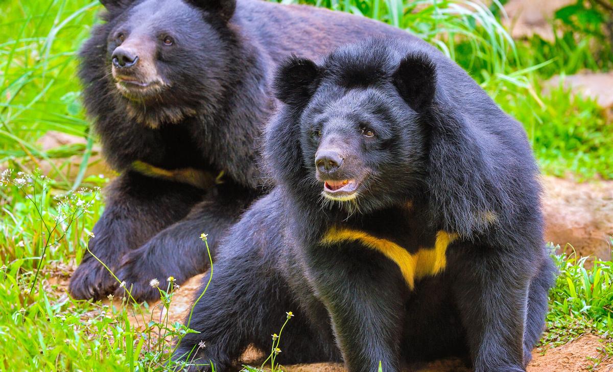 International Moon Bear Day: A celebration of a fascinating creature