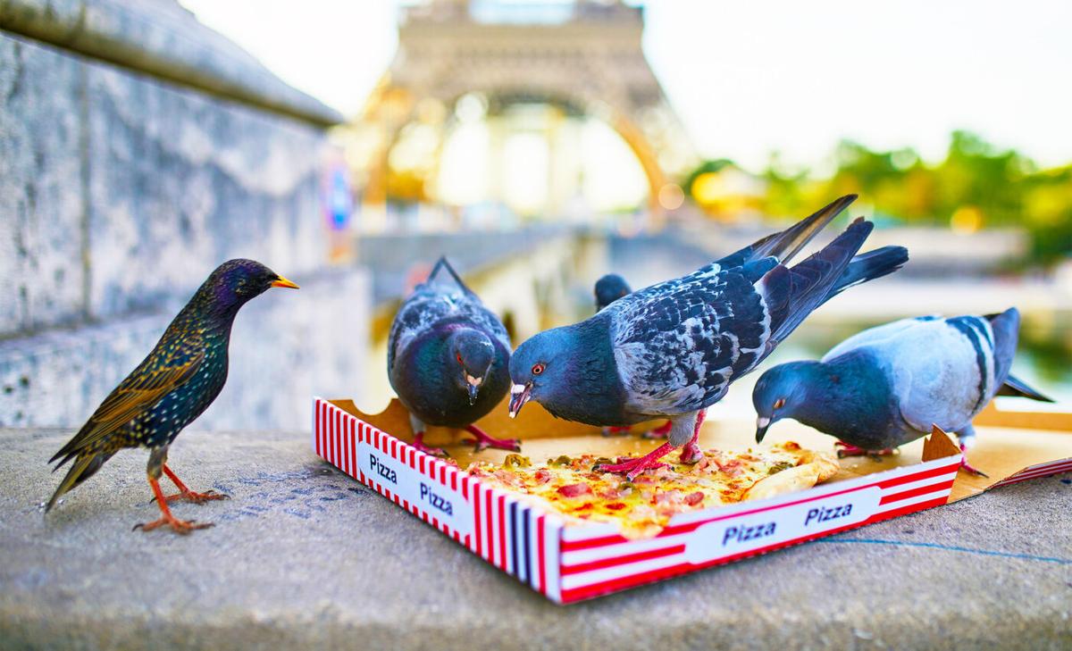 Urban Trait Syndrome: Common characteristics shared by city dwelling animals