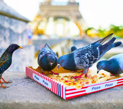 2023/08/birds-eating-pizza-paris_1medium.jpg
