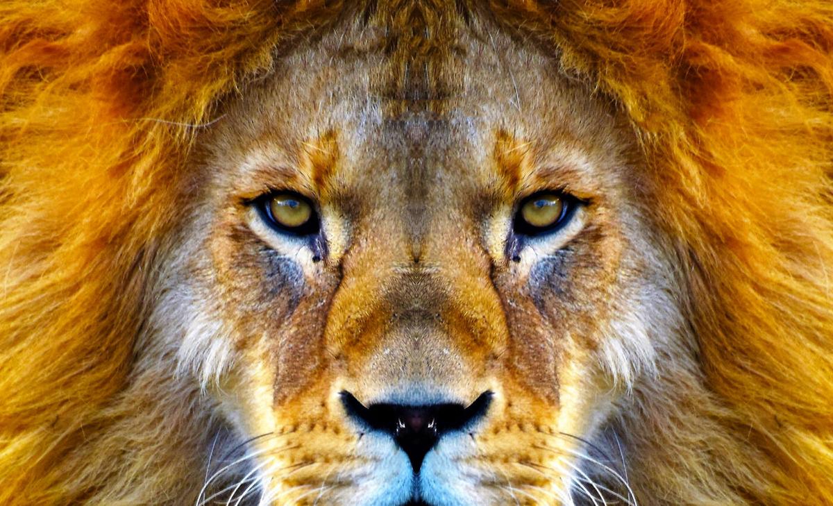 World Lion Day: Celebrating the king of the jungle