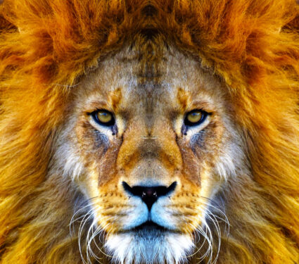 Closeup,Beautiful,Portrait,Of,An,African,Lion.