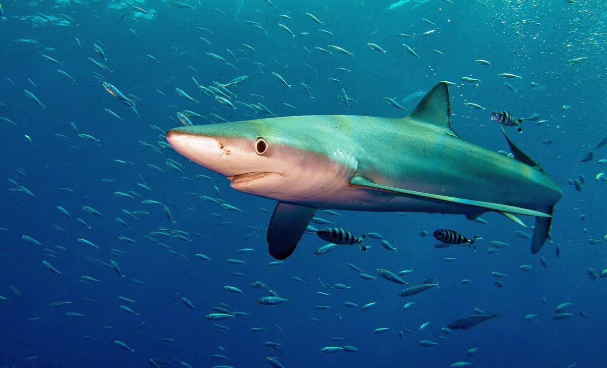 Top marine predators may suffer massive habitat loss by 2100