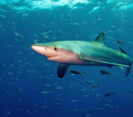 A,Blue,Shark,(prionace,Glauca),In,Atlantic,Ocean,Near,Pico