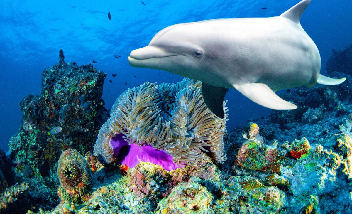 Microplastics found embedded in tissues of whales and dolphins