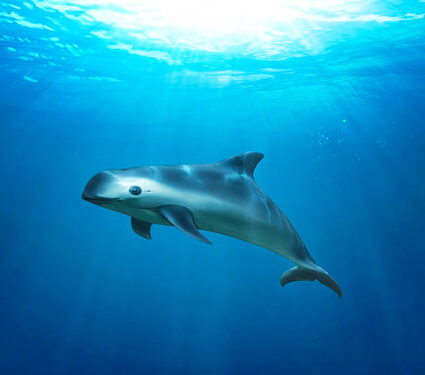2023/08/vaquita-porpoise_greenpeace_1medium.jpg