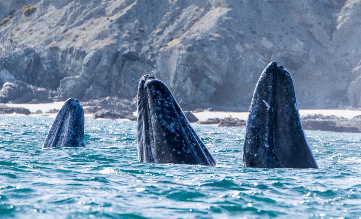 Gray whales that forage on the Pacific Coast are smaller than expected