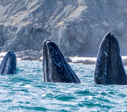 Pacific-Coast-whales.jpg