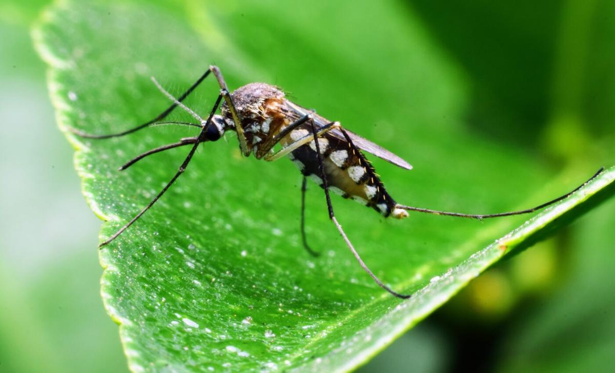 Mosquito hearing could be targeted to combat deadly diseases
