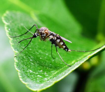 Mosquito-hearing.jpg