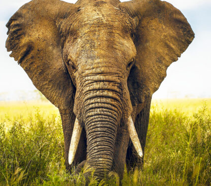 Elephant,In,The,Wild,In,Afria