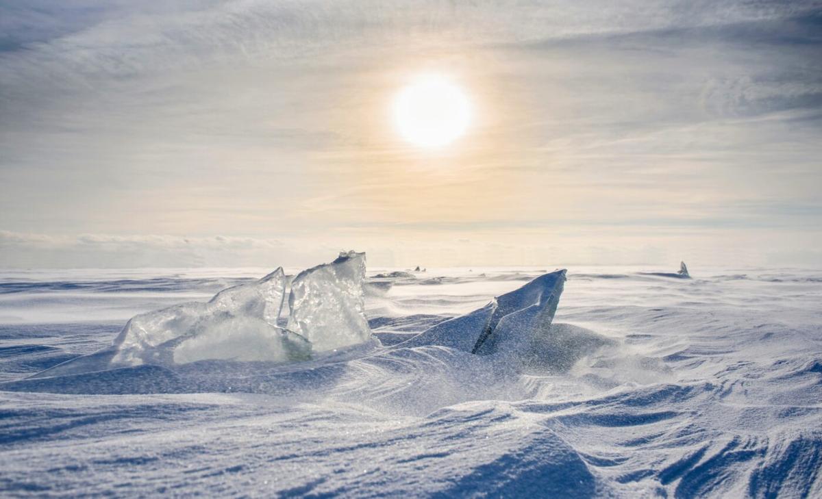 Tiny ice mouse survived months of total darkness and sub-zero temperatures