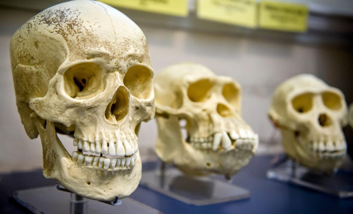 Fossils of previously unknown human ancestor discovered in China