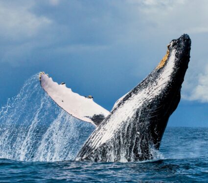 Whale-evolution.jpg