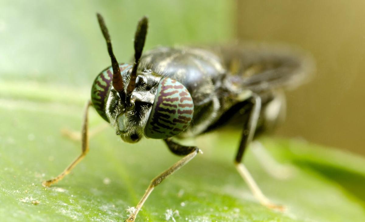 Turning insect waste into biodegradable  plastics