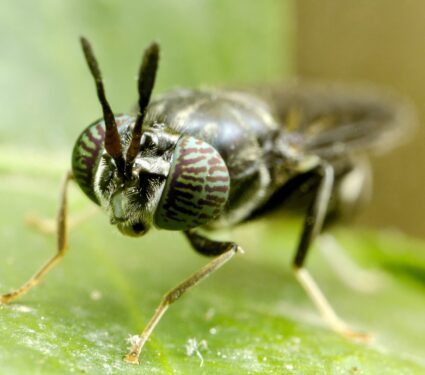 Black-soldier-fly.jpg