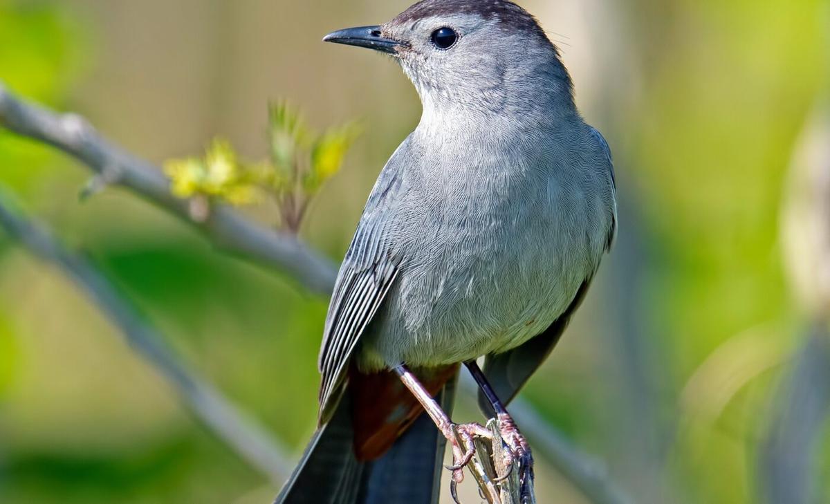 Study reveals startling impacts of artificial light on backyard birds