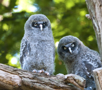 Young,Great,Grey,Owls,Sitting,On,A,Branch