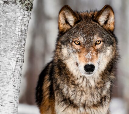 Gray-wolf.jpg