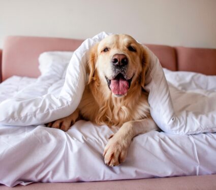 Shelter-dogs.jpg