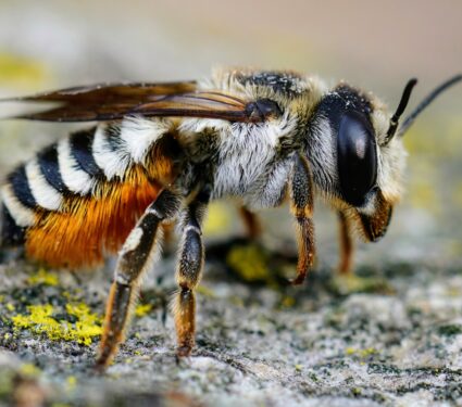 Solitary-bees.jpg